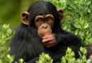 Tudósok: chimpanzee saját vallással rendelkezik